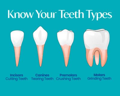 Types of Teeth and What Do They Do?